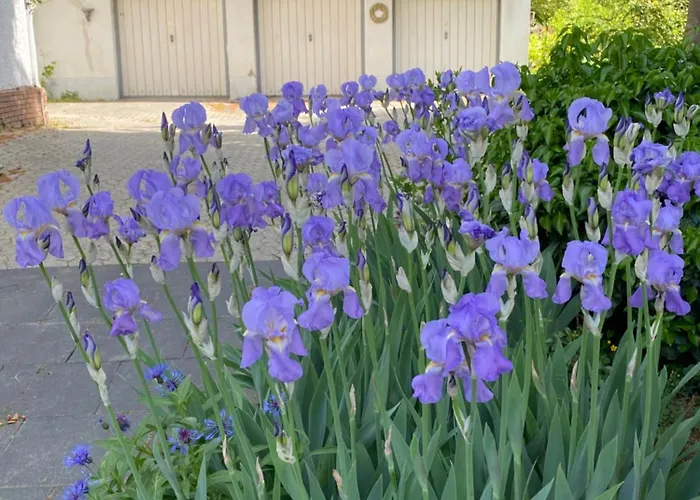 Rheinblick 1 Og Apartamento *